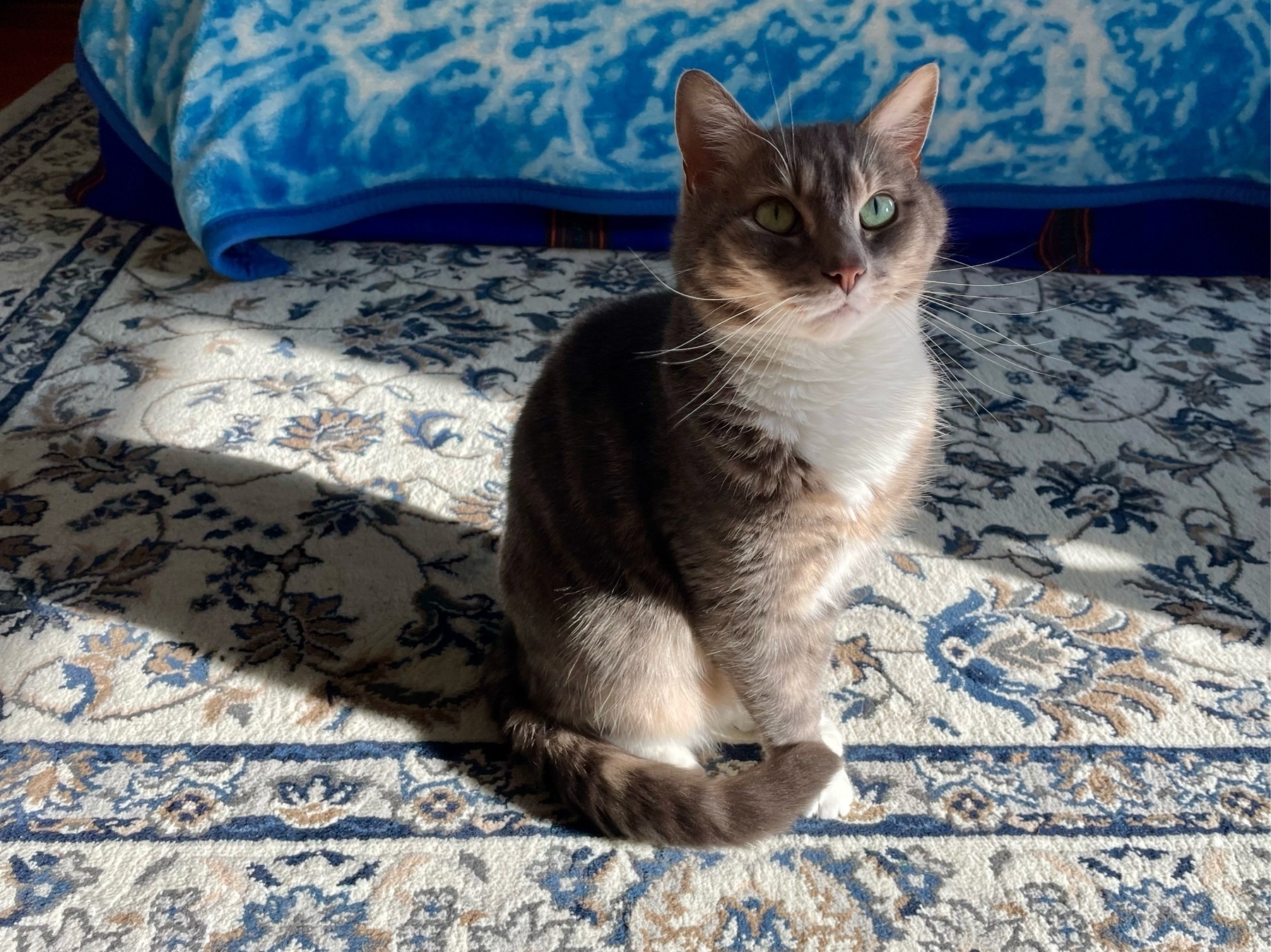 cat sitting in the sun on a rug