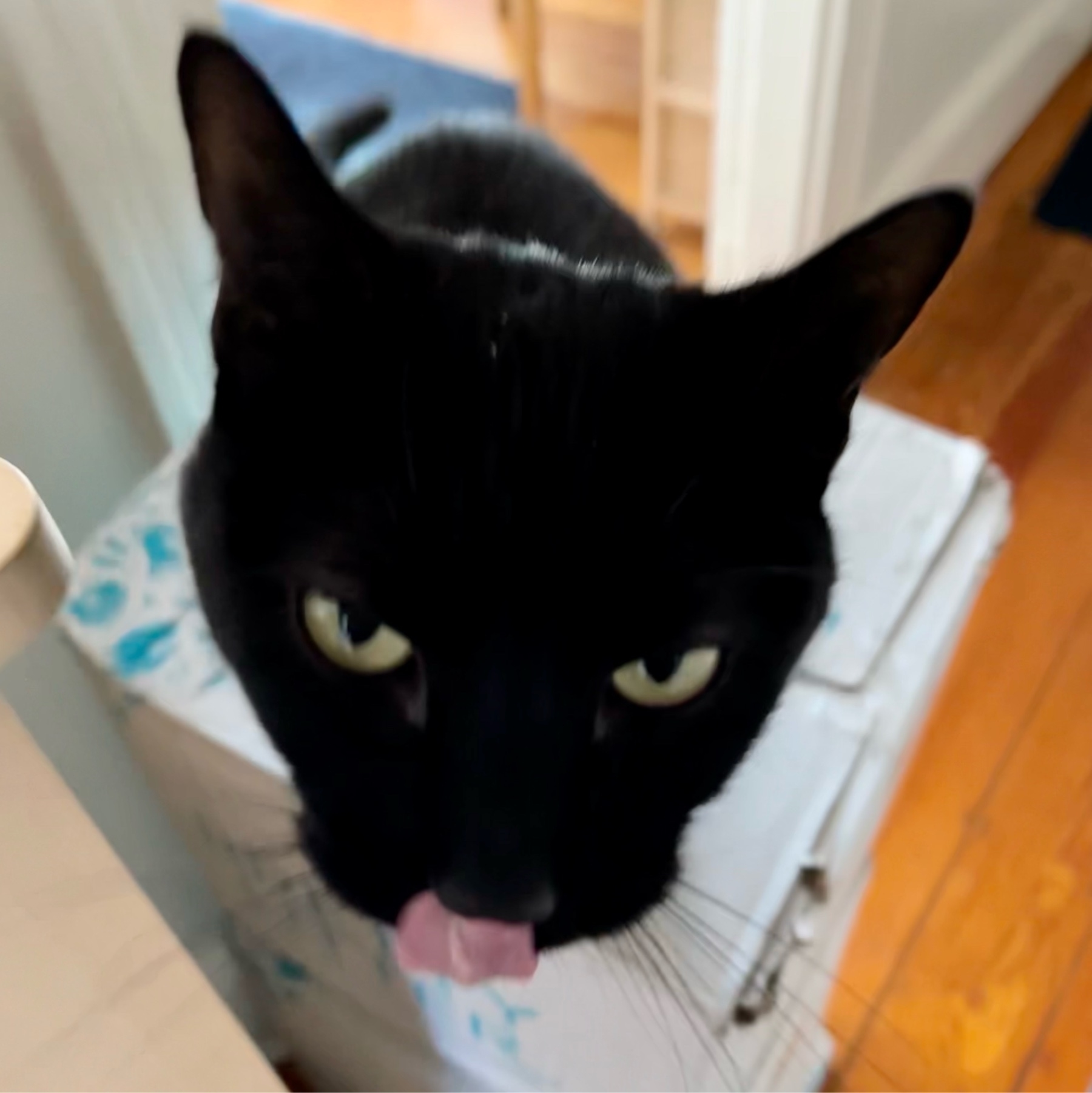 black cat with its tongue out looking at camera